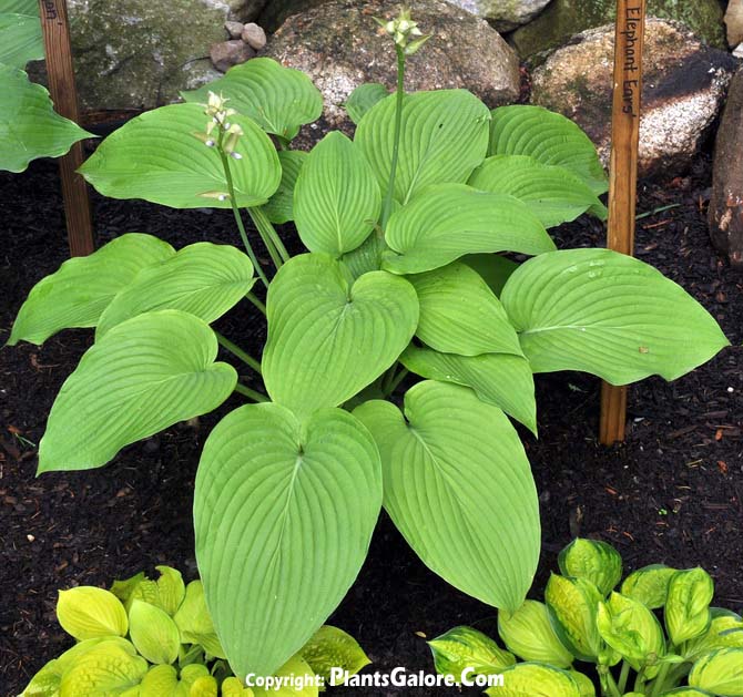 Hosta 'Abiqua Elephant Ears' from The Hosta Helper ...