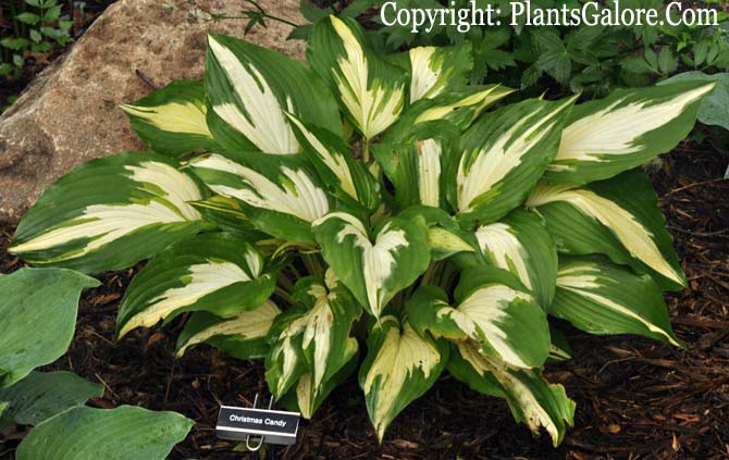 Christmas candy hosta