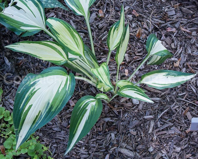 hosta