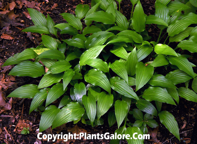 Hosta Lancifolia Group From The Hosta Helper Presented By