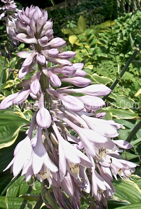 Hosta_Leading_Lady_flower_2_2009