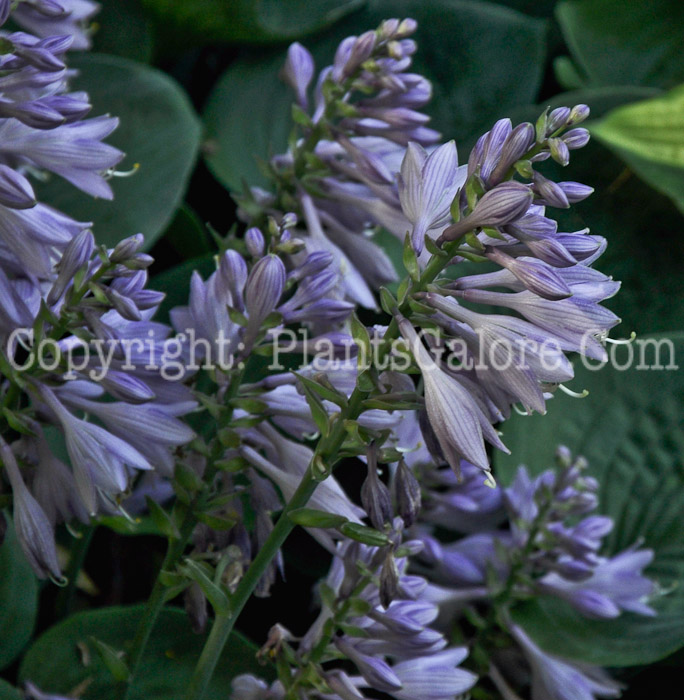 Hosta_Banyais_Dancing_Girl-HLG-2011-07F