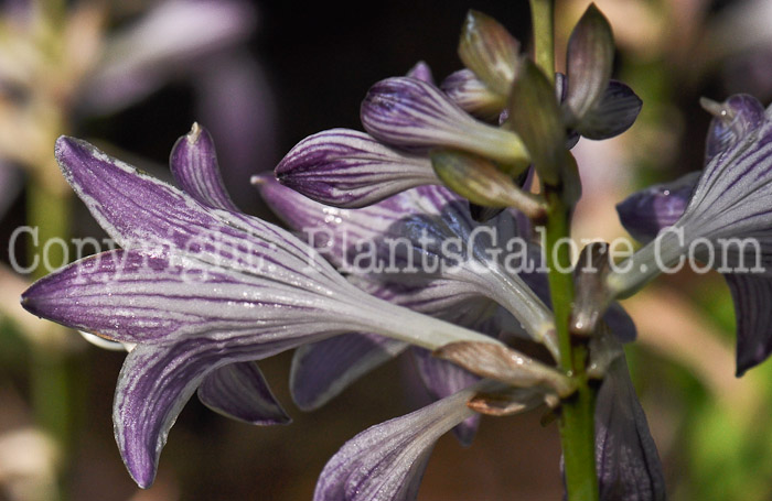 Hosta_Ground_Sulphur-07-2012-1