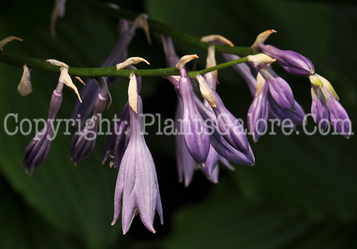 Hosta_Lakeside_Coal_Miner_bloom_2010