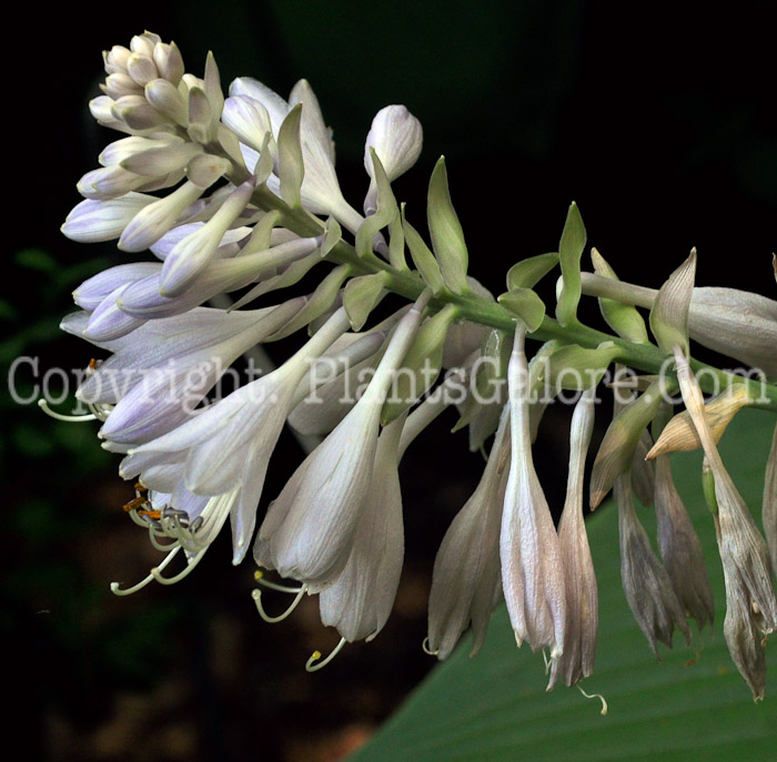 Hosta_Little_Jim-HLG-2011-07