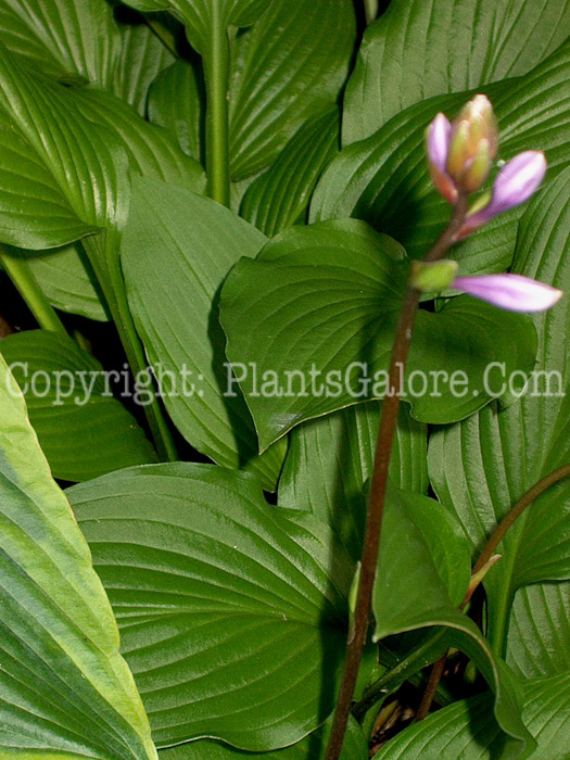 Hosta_Maraschino_Cherry-flower-2009