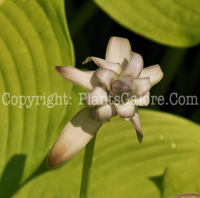 Hosta_Midnight_Sun_45_2010_Wades