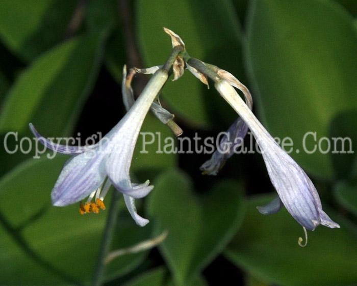 Hosta_Minor_Korean-HLG-2011-01