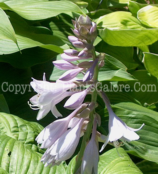 Hosta_Splish_Splash-flower-Libbie-02