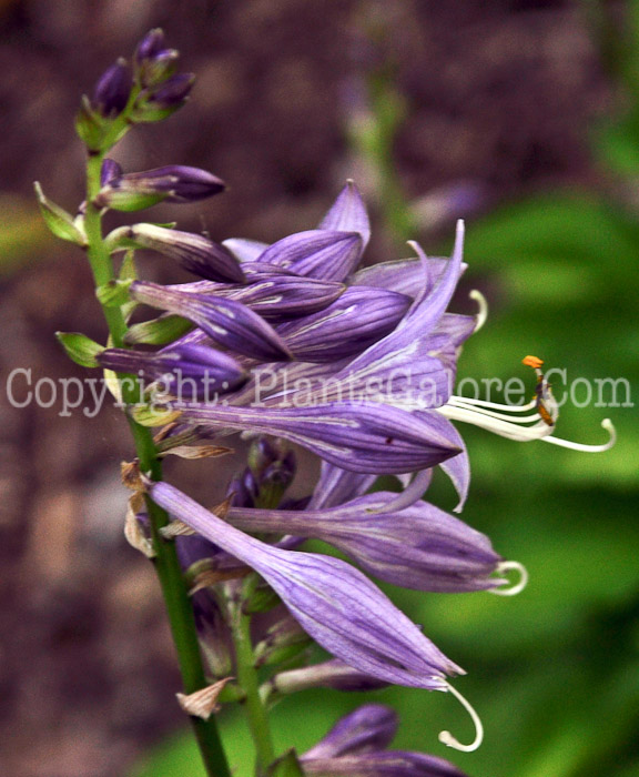 Hosta_Lemon_Twist-HLG-2011-07