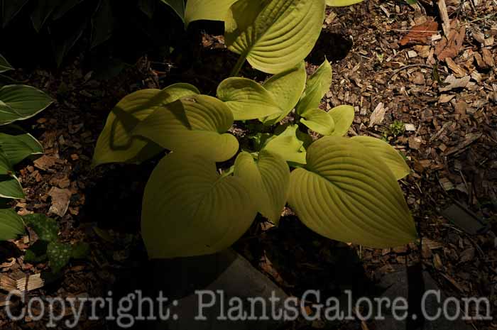 Hosta_Doubloons-HLG-06-2010