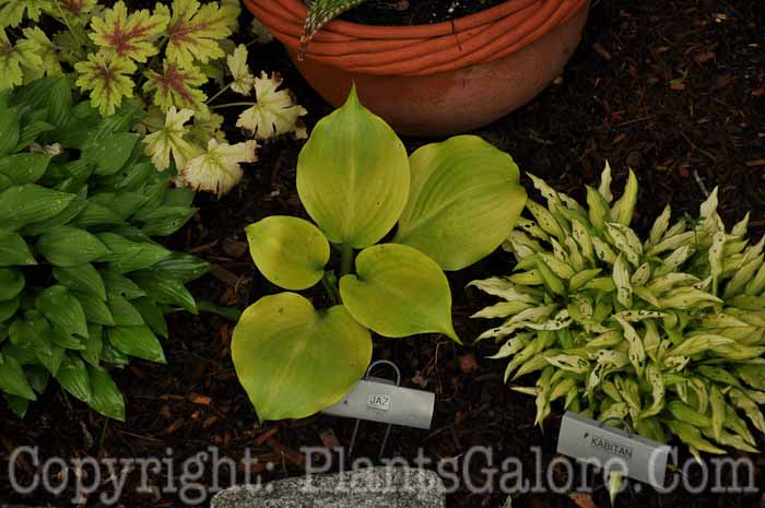 Hosta_Jaz_AHS-6-24-2011-001