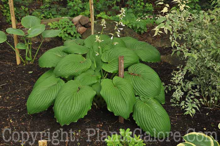 Hosta_Hoosier_Dome_AHS-6-24-2011-421