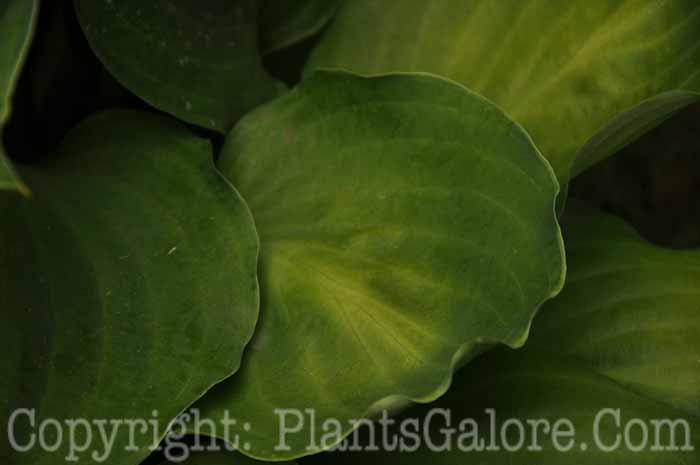 Hosta_Lakside-Sir-Logan-6-2010-AHS