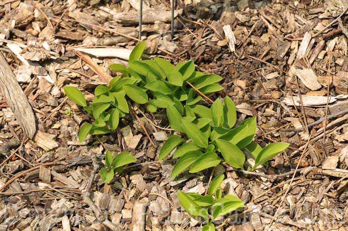 Hosta_Minnams_2011-HLG-002