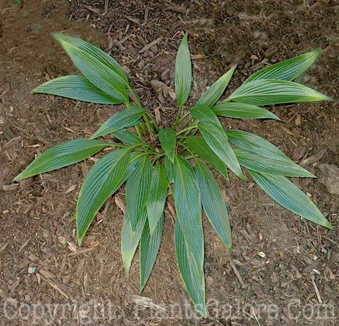 Hosta_kikutii-leuconata-2-Large-Wilkins-09