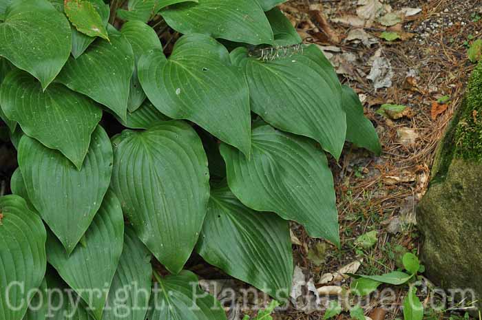 Hosta_longipes_88_2010_Wades