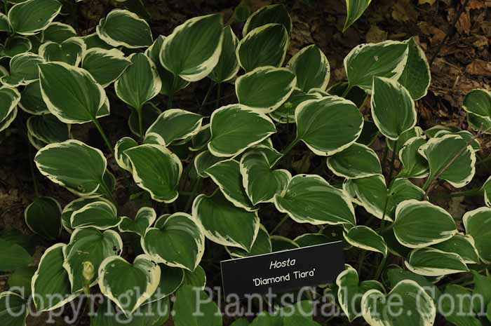 Hosta_Diamond_Tiara_2010_Minn_Arb