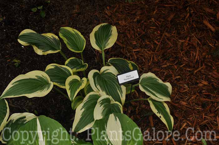 Hosta_Fantabulous-2010-AHS