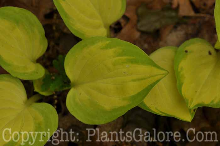 Hosta_Gold-Heart-2010