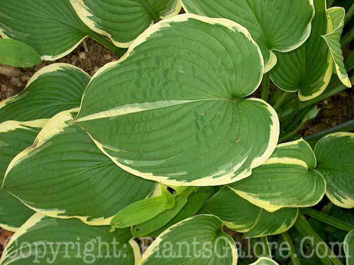 Hosta_Heartsong-sport-2009