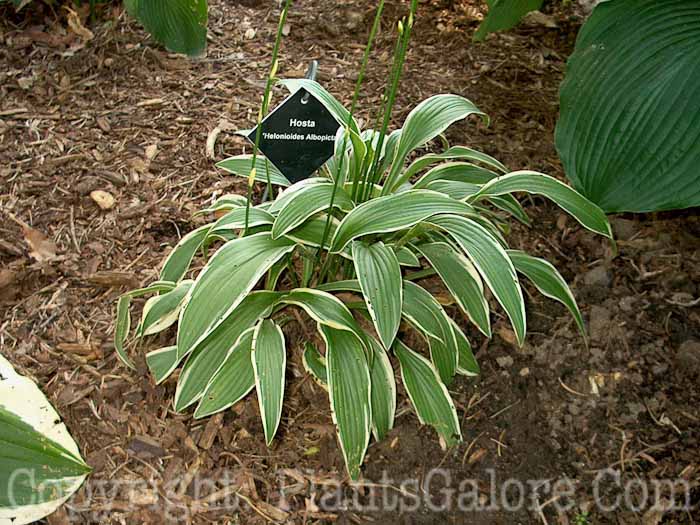 Hosta_Helenoides-Albopicta-k00