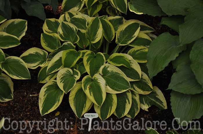 Hosta_Hot-Spur-01-2010-AHS