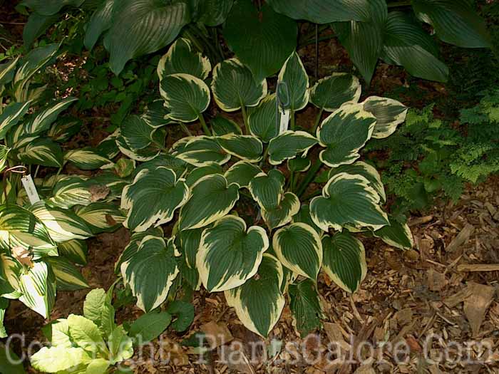 Hosta_Leola_Frame_Large_Owens