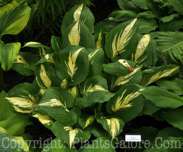 Hosta_American_Sweetheart_03_2010_AHS