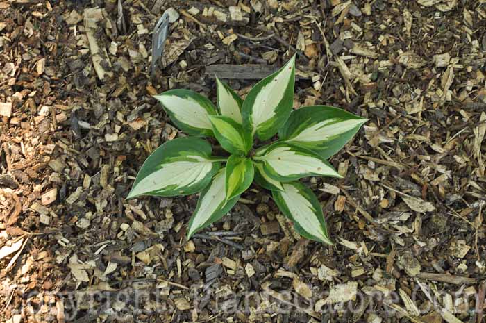 Hosta_Ann_Kulpa-HLG-8-2011-001_2