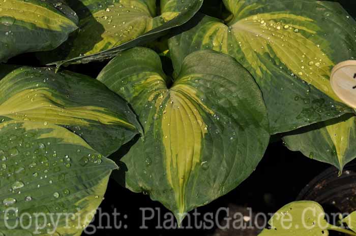 Hosta_Dream-Queen-2010-Wades (2)