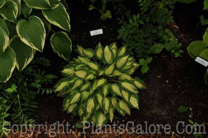 Hosta_Fantasy_Island_25_2010_AHS