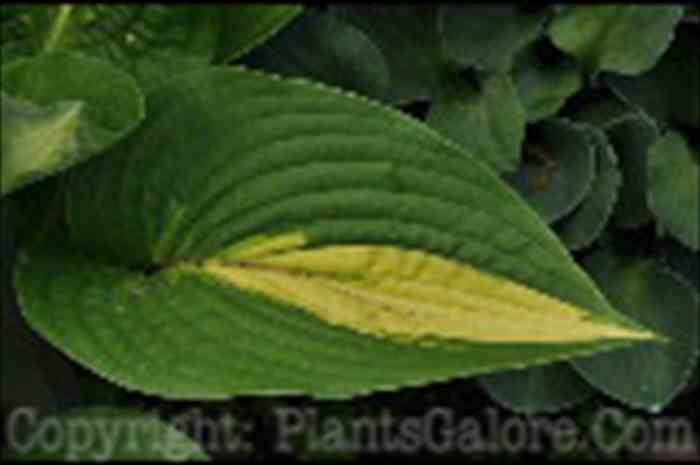 PGC-P-Hosta-Ann-Kulpa-2010-Wades