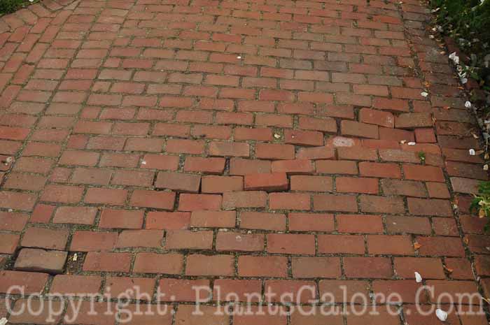 PGC-H-Paths-Brick-26