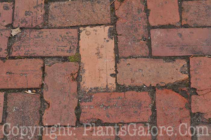 PGC-H-Paths-Brick-30