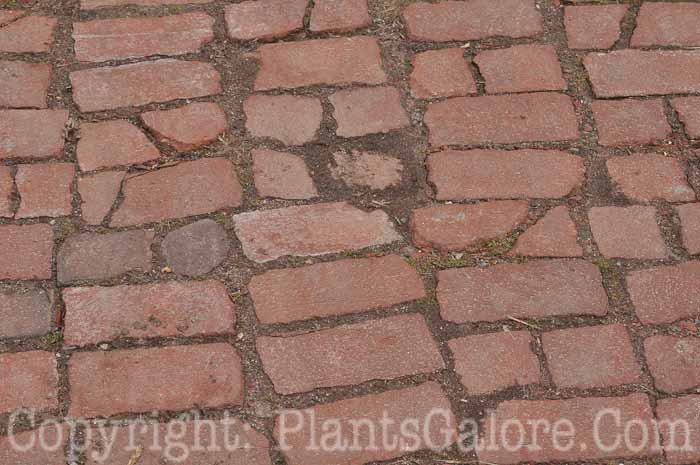 PGC-H-Paths-Brick-32