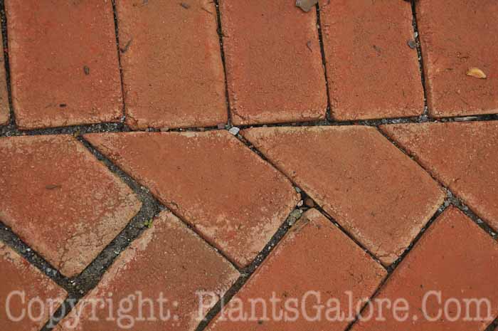 PGC-H-Paths-Brick-40