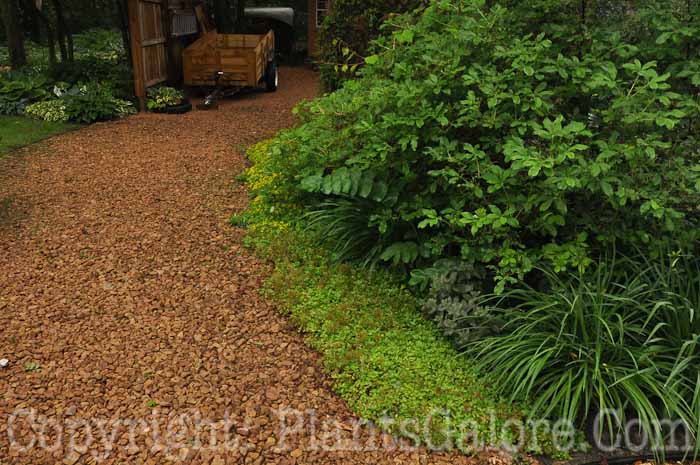 PGC-H-Paths-Mulch-7