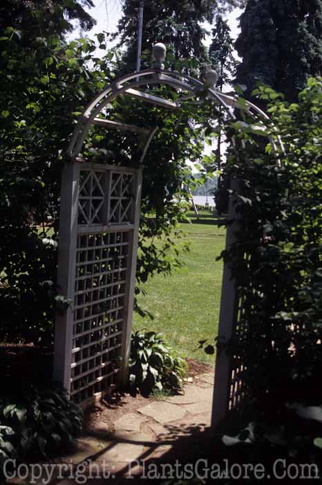 PGC-H-Structures-Arbor-32