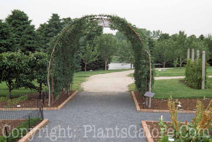 PGC-H-Structures-Arbor-34