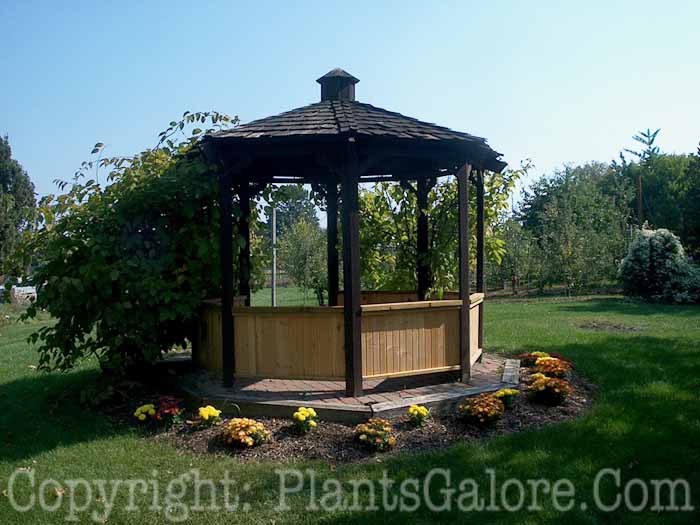 PGC-H-Structures-Gazebo-10