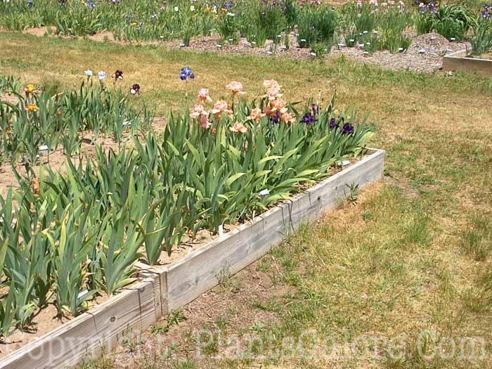 PGC-H-Structures-Raised-Beds-18