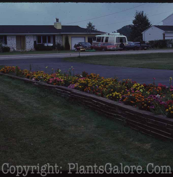 PGC-H-Structures-Raised-Beds-34