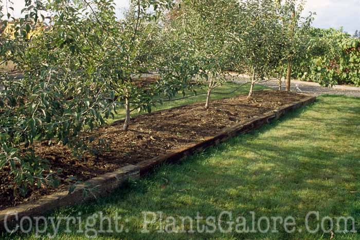 PGC-H-Structures-Raised-Beds-41