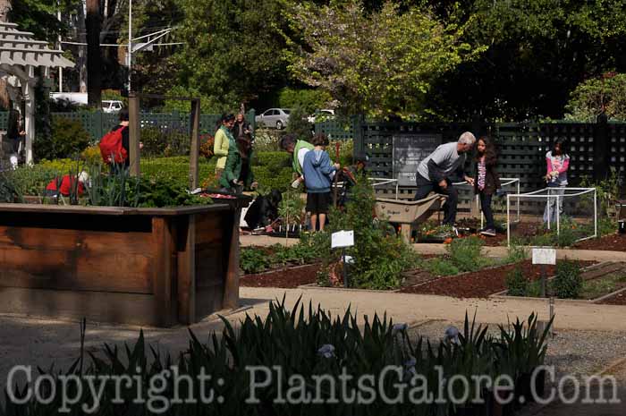 PGC-H-Structures-Raised-Beds-58