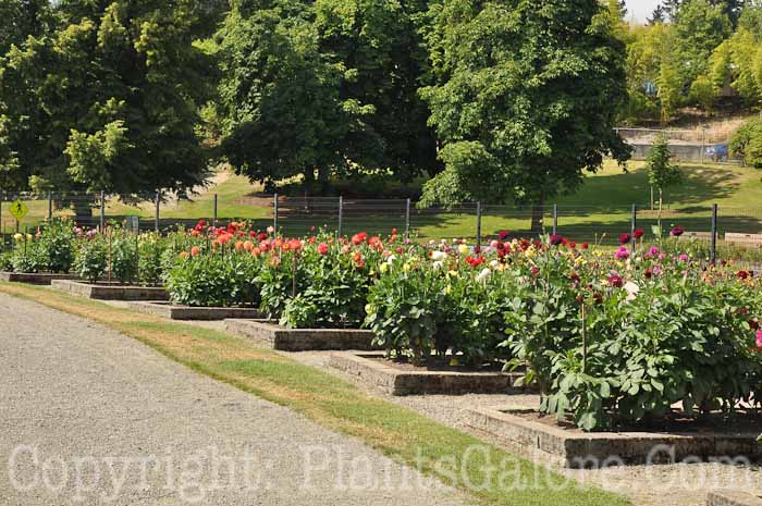 PGC-H-Structures-Raised-Beds-60