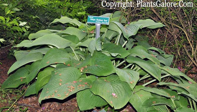 Hosta 'Abiqua Elephant Ears' From The Hosta Helper - Presented By ...