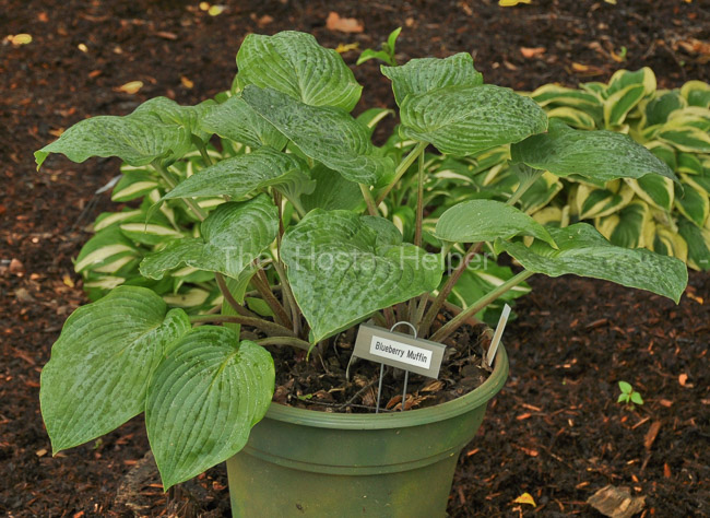 Hosta Blueberry Muffin