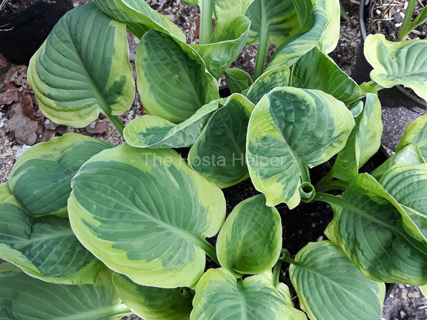 P00 Hosta Carnival from The Hosta Helper Presented by