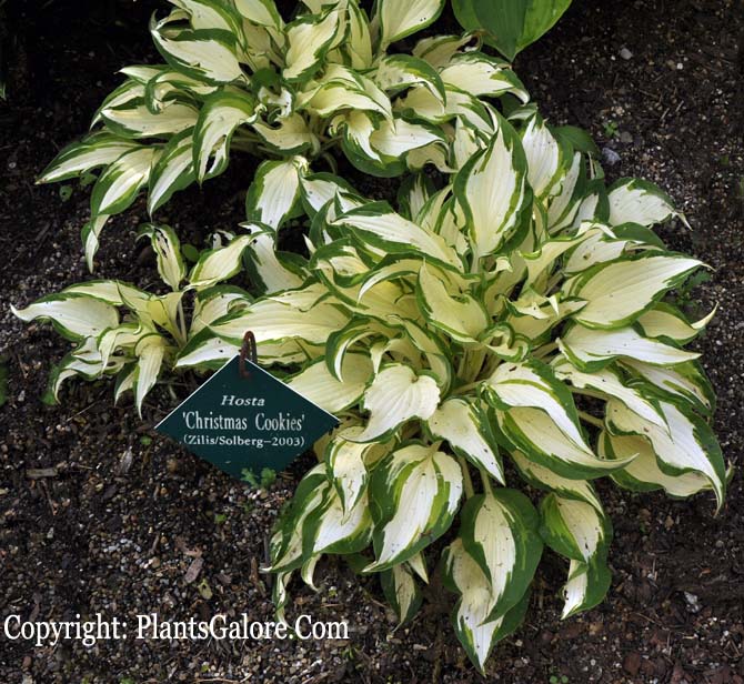 Christmas candy hosta